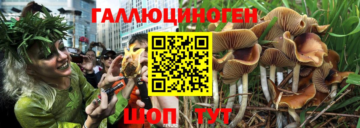 Галлюциногенные грибы Cubensis Елец